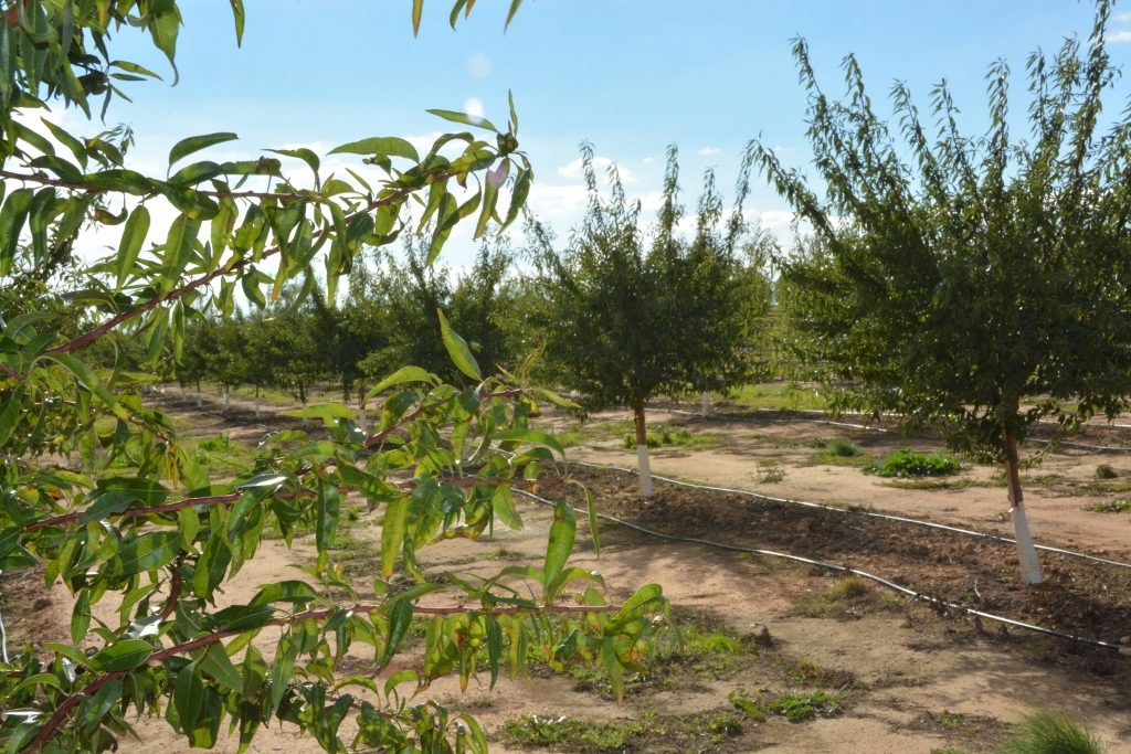 Finca La Devesa de Maials.jpg